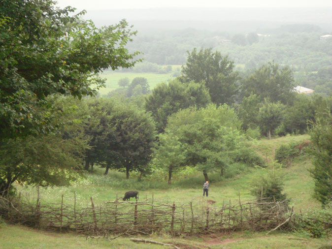 View from the hill on Nagarevi village in Georgia. The man and a cow in a field.