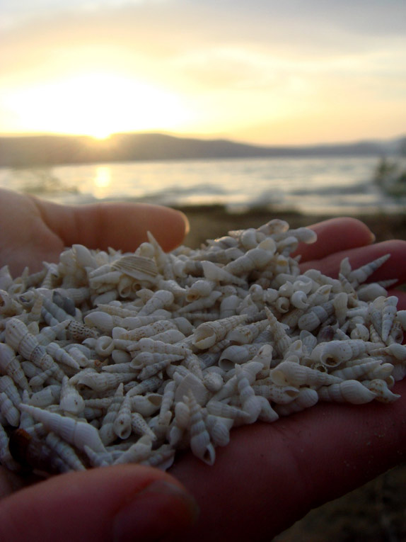 The shells on a palm on Kineret bank in Israel